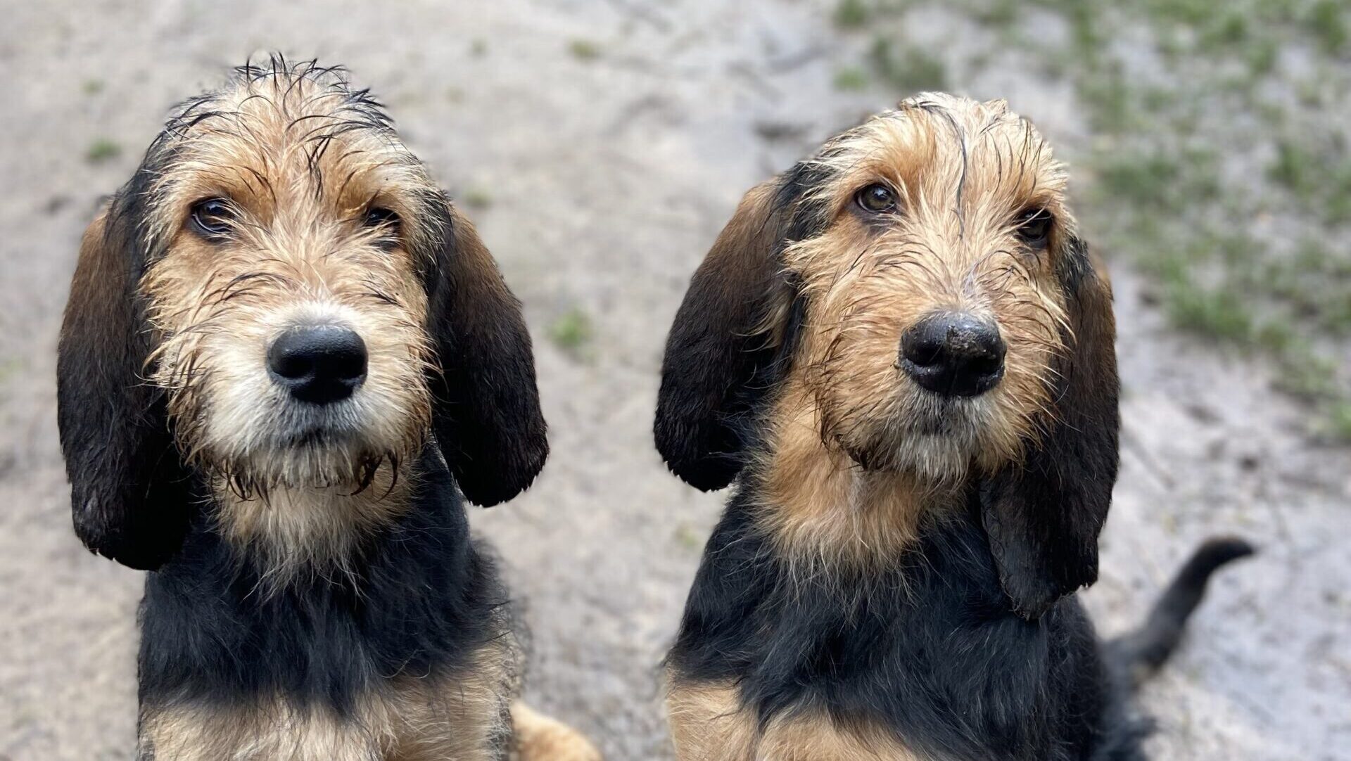 Ottaryx Otterhounds