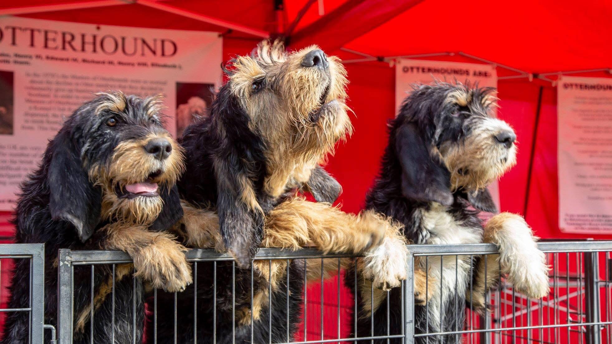 Teckelgarth Otterhounds