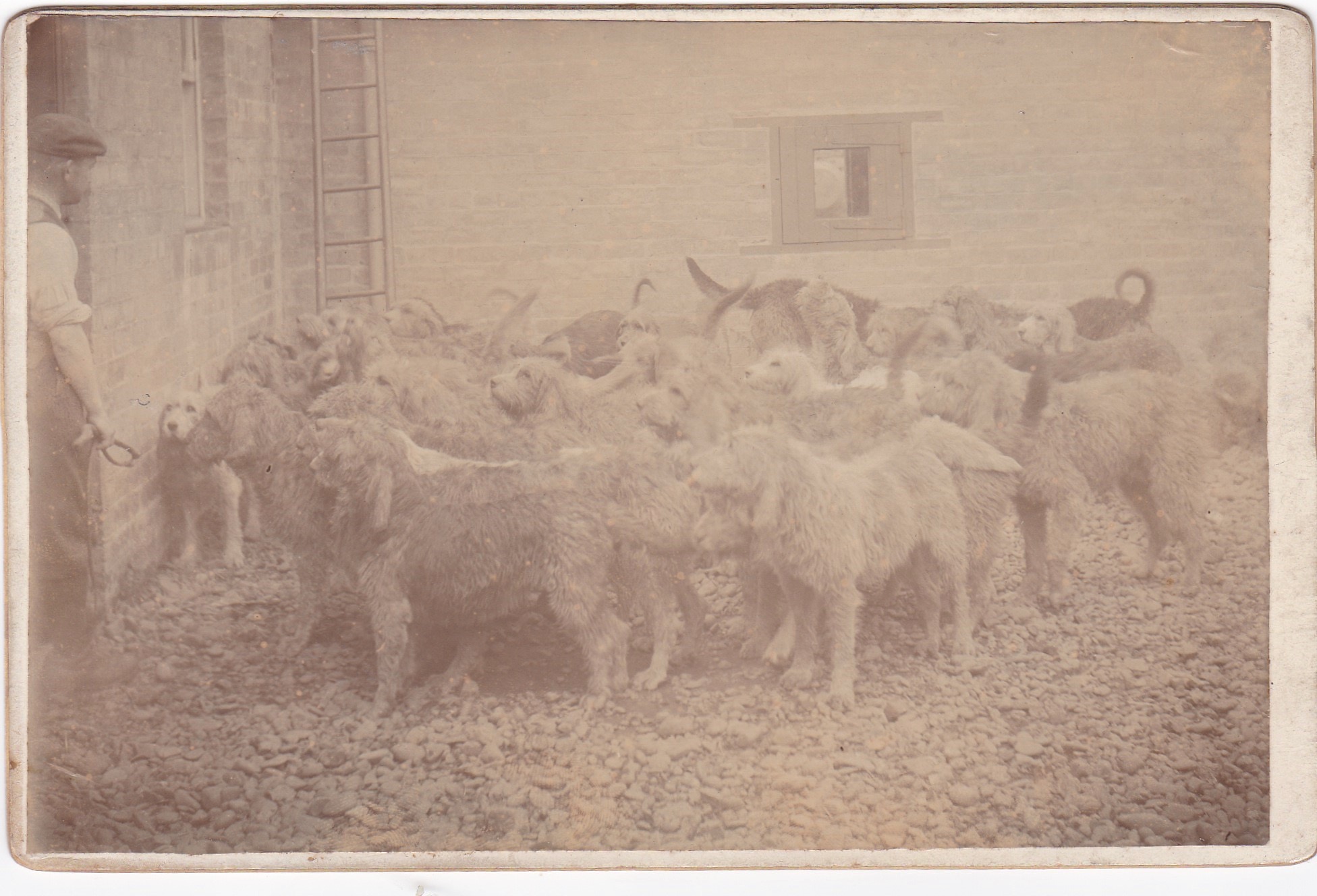 DOH – Hounds in kennel, Annan Early 1900s